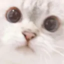bettalover