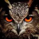 owlnoise