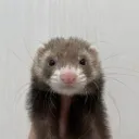 bunnyseals
