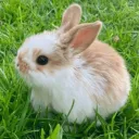 bunnyseals