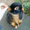 avatar coconut shrimp liker