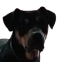 w0uff