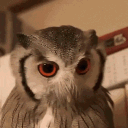 alpderps