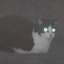 avianvevo