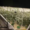 insane420