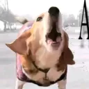 xineophh