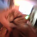 elacpopps