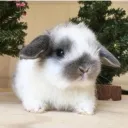 a.e.rabbit avatar