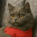 hemokok