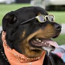 j2thadoggydog