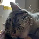 pechodgato