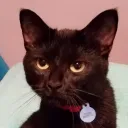 fantismalspider