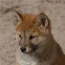 cmdingo