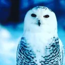 icicowl4557