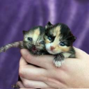 thatkittenlady#2527's avatar