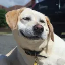 xykoo