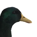 cjkemp877