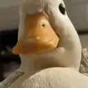 _eend