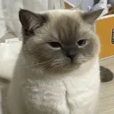 lexcobi