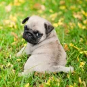 pugxdd