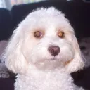 bsolz