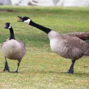 thankmrgoose