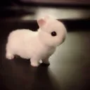 rabbit02053