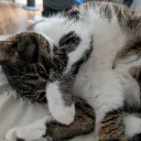 chownk