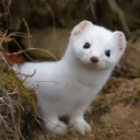 thepolecat