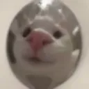 _bayonex