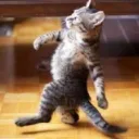 supercatking97