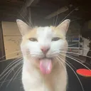pinkl2n