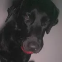 whoatemydog