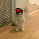 tigerweird