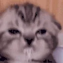 pixietaco
