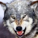 wolf5803