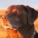 bozorenaud