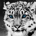 bluestar4488