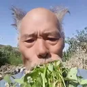 gregos