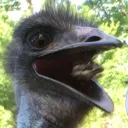 evzensbird