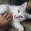 blooblop