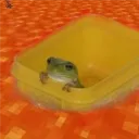 xootynator
