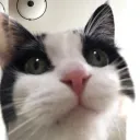 pugface_