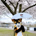 momokarage