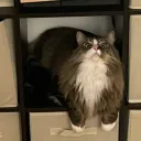 .noop.