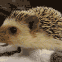 avatar SpookyHedgehog