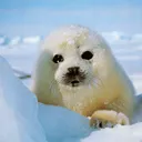 mrsealy