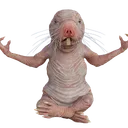 knaidel