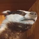 themarvelousbadger