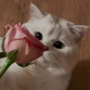 avatar miss luna⋆. 𐙚 ˚